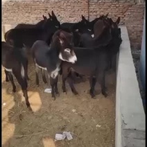 德州肉驴改良肉驴包运输包成活包回收