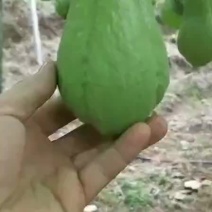 佛手瓜！x新鲜辣子！新鲜蔬菜🥬保证质量