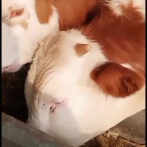 西门塔尔牛犊包运输包成活买十头送一头