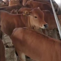 鲁西黄牛牛犊包运输包成活包回收买十头送一头