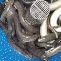 花锦鳝鱼苗大量批发销售