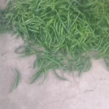 精品三号辣椒新苗上市