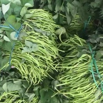 西瓜红大田红薯苗产地直销