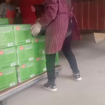 红薯小粉皮火锅专用厂家直销