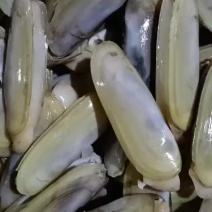 海鲜水产贝类鲜活蛏子新鲜蛏子双头