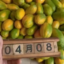 雷州冰糖红心木瓜一件代发