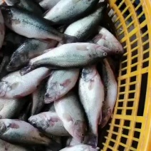 加州鲈/鲈鱼/卢鱼/