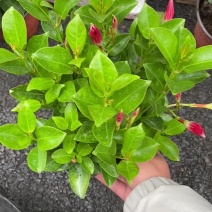 飘香藤又名双喜藤观花植物花卉基地直销批发