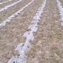 春季甘蔗种苗很好，希望年底有个好价钱