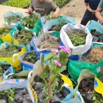 长春花