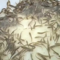 泥鳅苗
