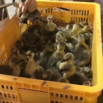 马岗鹅苗，厂价直供，包运费，包路损，