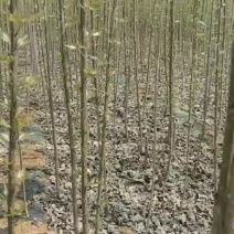 杨树苗