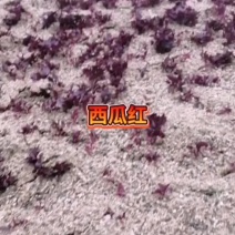红薯苗