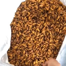 伟森特色食材批发～金丝蛹别名小蚕蛹豆子蛹