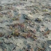 辽宁明泽惠民薯业基地红薯苗直销