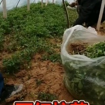 辣椒苗各种蔬菜苗子，，，