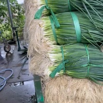 广东小葱，耐高温没蓝粉，颜色好，硬度够，靓货