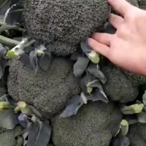 西蓝花河北邯郸精品西蓝花大量上市有需要的朋友联系我