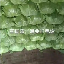 甘蓝