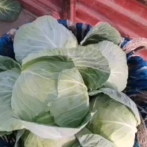 【力荐】大量出售春福来，4月帅，产地直供，量大价优