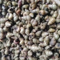 螺蛳青壳薄壳大湖清水螺蛳