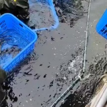供应鲟鱼，精养池养殖，品质保证，耐长途运输