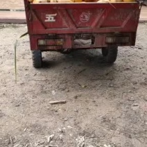 海南各种椰子批发