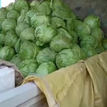 河北衡水甘蓝已经没有了