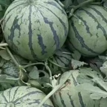 8424西瓜山东菏泽西瓜上市中