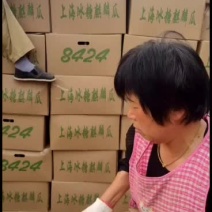 山东菏泽8424麒麟瓜上市中