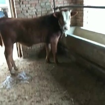 散养的公牛犊有要的老板抓紧联系我