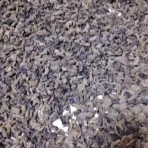 东北黑龙江马姐，秋木耳批发泡发出来黑厚的，质量好