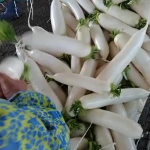 精品白萝卜无苔无花条子货