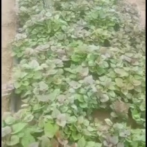 红薯苗