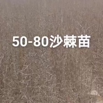 沙棘苗量大规格齐全