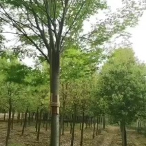 武汉附近百亩多规格榉树田苗任选，树型优美成活率高