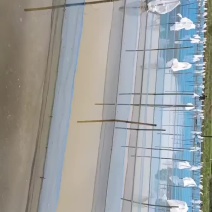 供应优质青蛙苗.卵块.小圆头.花生米.包成活率.技术指导