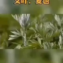 艾叶草干艾草叶泡脚包野家用生散装新鲜去泡澡濕气月子专用产