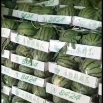 山东8424西瓜基地量大发全国
