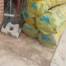 鸡心果苗和牛奶果苗开始起苗发货了