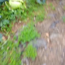 扁包菜