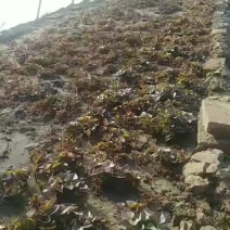 东北辽宁鞍山海城红薯苗基地直销