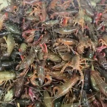 洪湖清水小龙虾各种规格大小都有