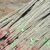 速生杨107农民直供欢迎实地考察，2000亩基地