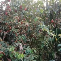 羊奶果