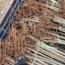 107速生杨低价批发