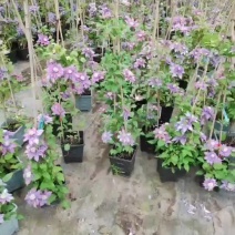 铁线莲种根爬藤植物盆栽花重瓣大花庭院阳台藤本攀援花卉四季