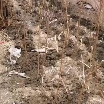 3年生李子树，建园占地均可，产地直发，量大从优，价格便宜