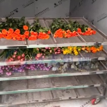 翠菊烘干机蝴蝶花烘干机七月菊花烘干机玫瑰花烘干房